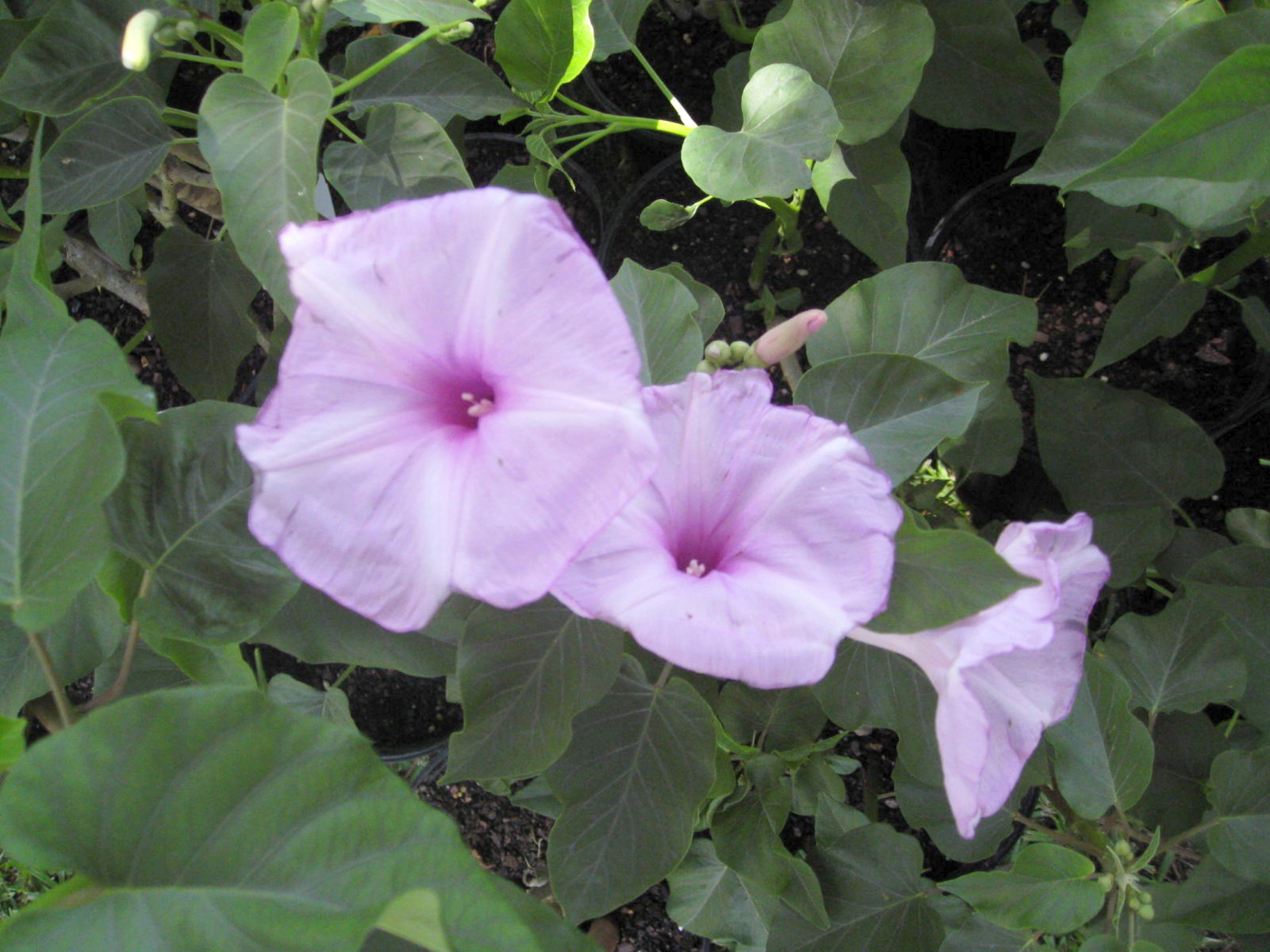 Ipomoea carnea / Bush Morning Glory