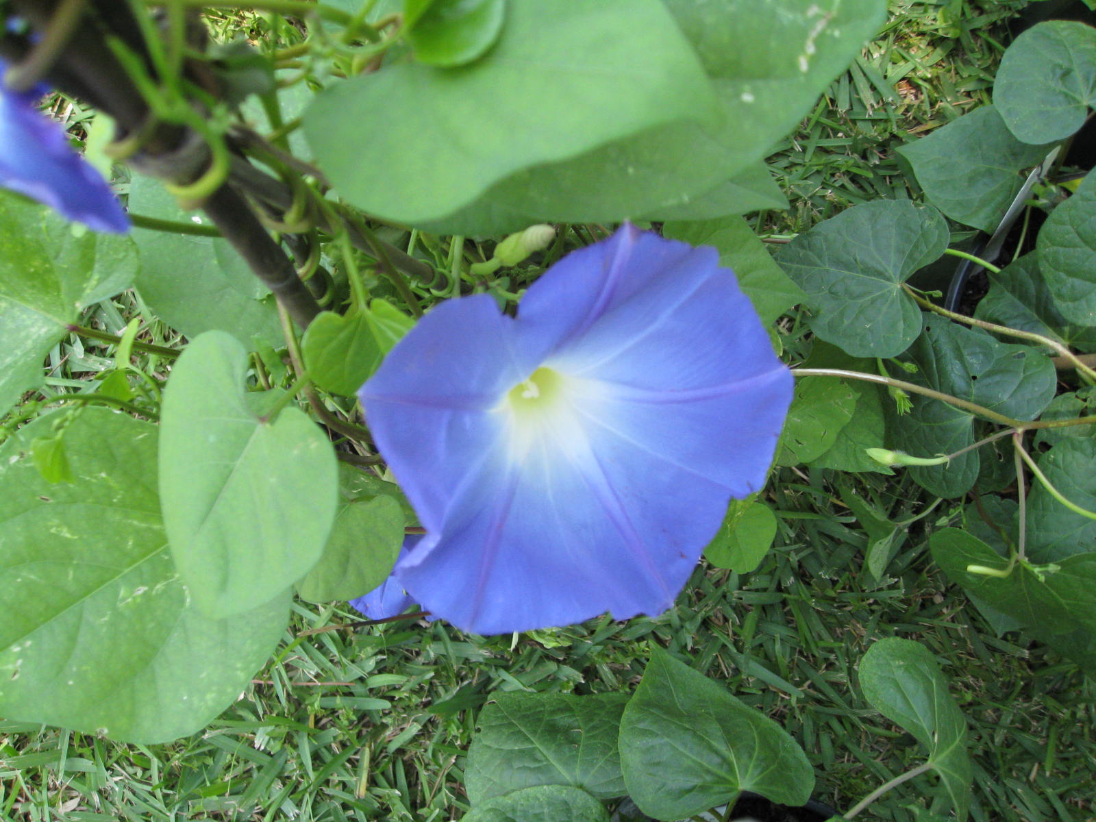 Ipomoea purpurea 'Heavenly Blue'  / Ipomoea purpurea 'Heavenly Blue' 