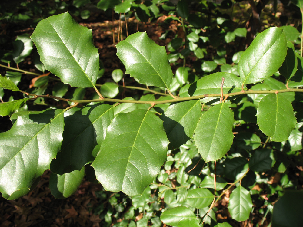 Itea ilicifolia  / Itea ilicifolia 