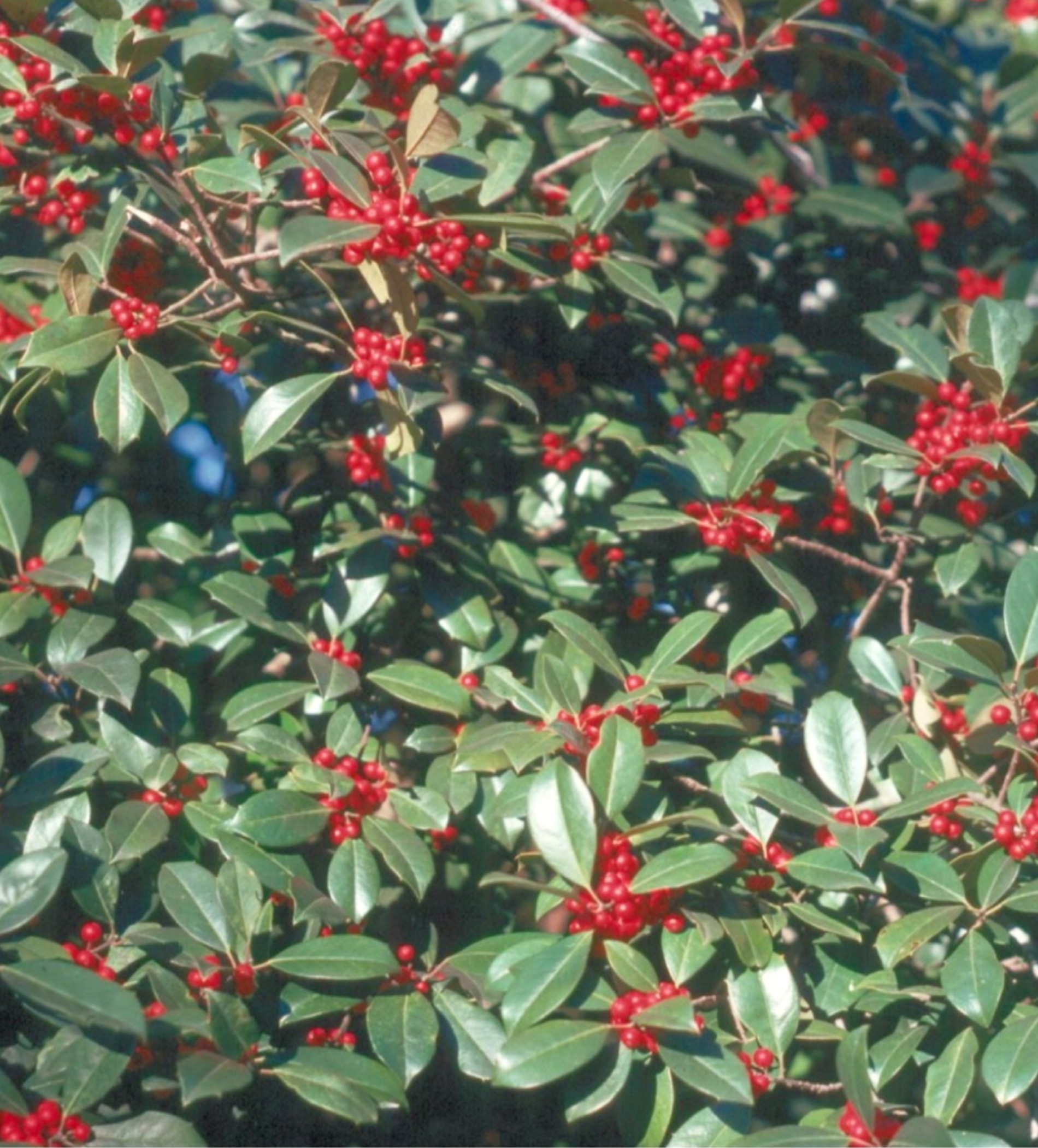 Ilex opaca 'Hume #2' / Hume #2 Holly