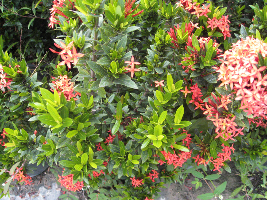 Ixora 'Petite Red'  / Ixora 'Petite Red' 