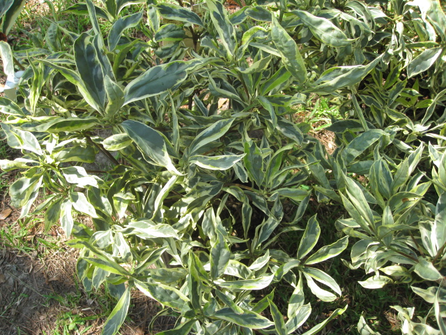 Illicium floridanum 'Shady Lady' / Illicium floridanum 'Shady Lady'