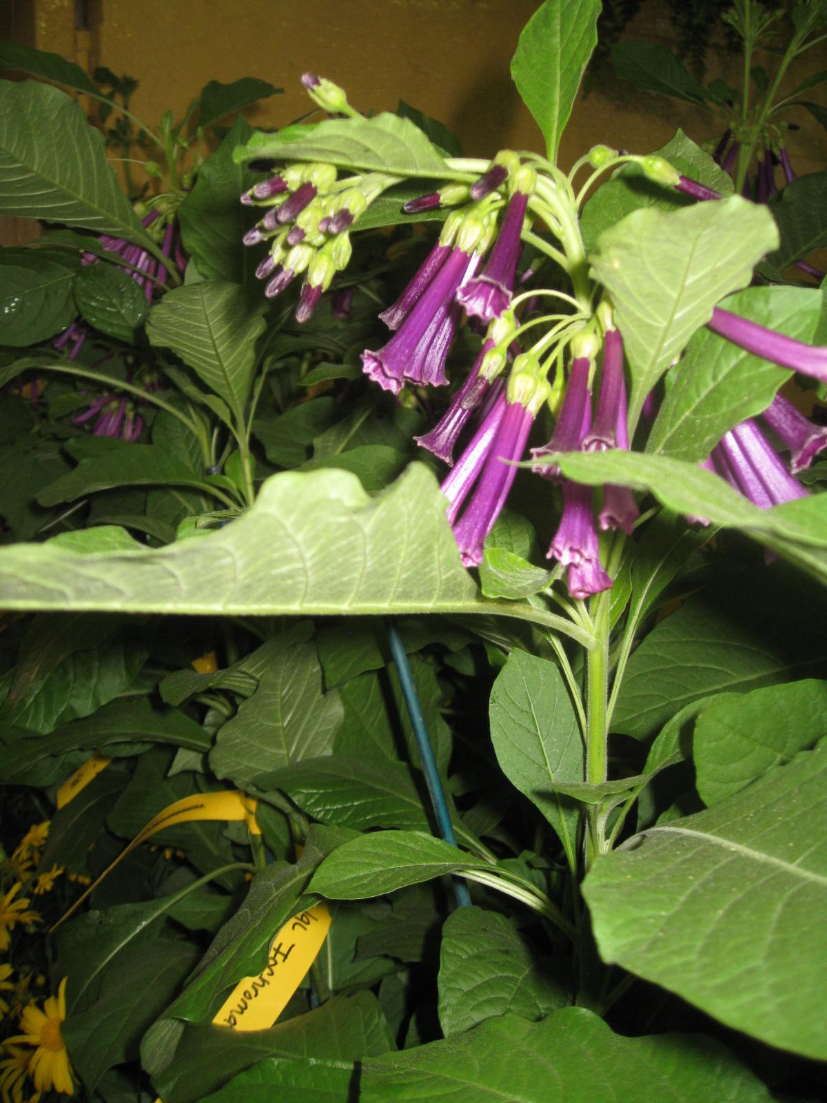 Iochroma cyaneum / Violet Churcu, Iochroma