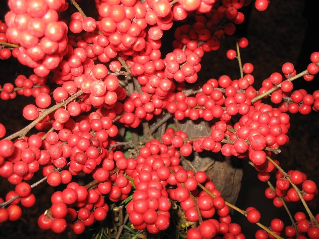 Ilex verticillata 'Winter Red' / Ilex verticillata 'Winter Red'