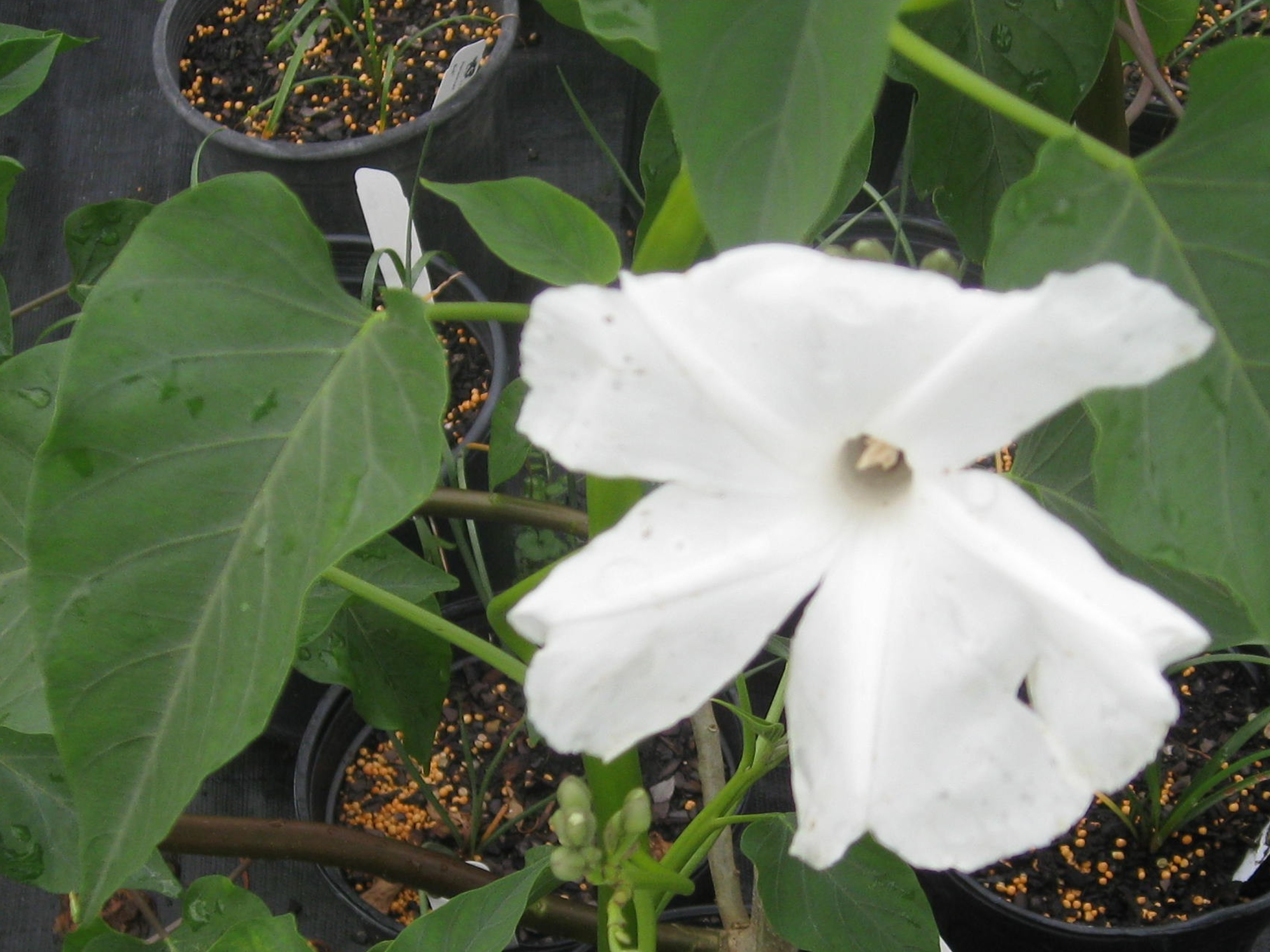 Ipomoea carnea / Bush Morning Glory