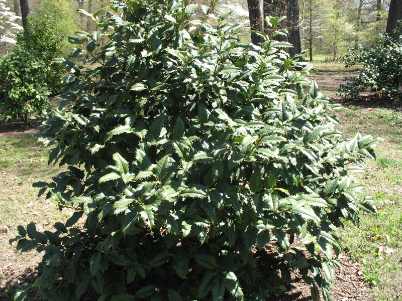 Ilex x latifolia 'Dodd's Green Flame' / Dodd's Green Flame Holly