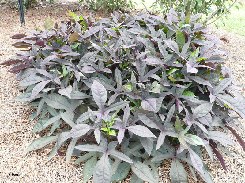 Ipomoea batatas / Ipomoea batatas