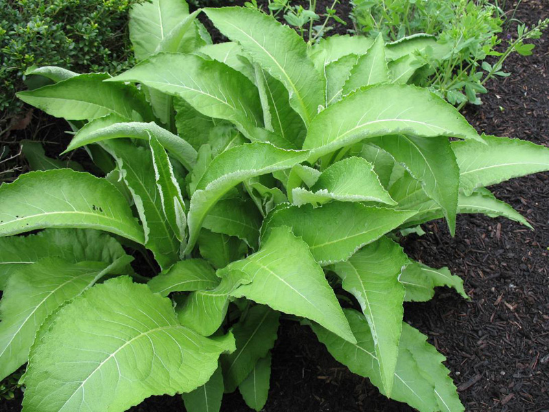 Inula helenium  / Horse-heal or Elecampane