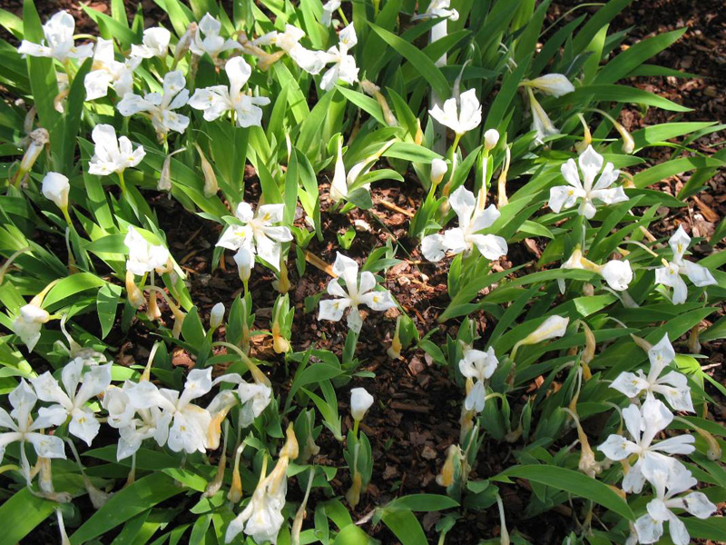 Iris cristata 'Tennessee White' / Iris cristata 'Tennessee White'