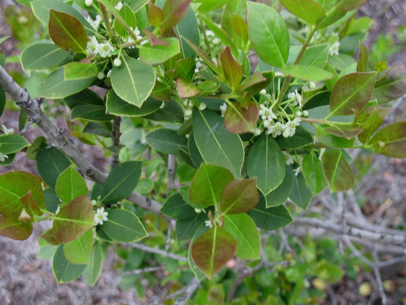 Ilex coriacea  . / Bay Gallberrry.