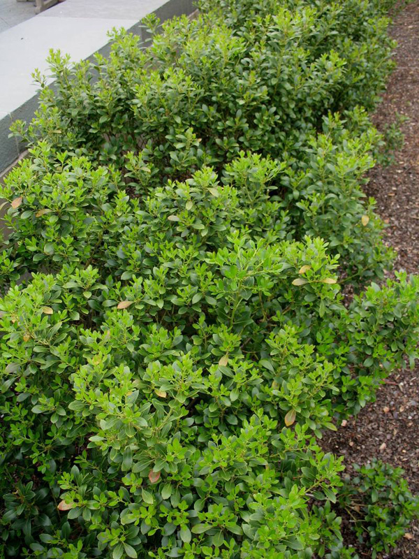 Ilex glabra 'Nigra'   / Ilex glabra 'Nigra'  