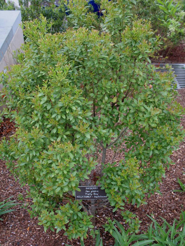 Ilex glabra 'Pretty Boy' / Ilex glabra 'Pretty Boy'
