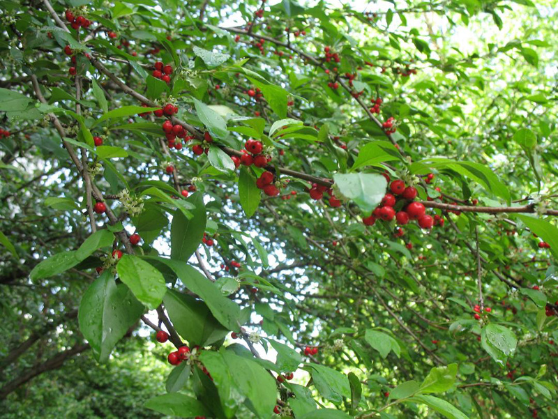 Ilex decidua 'Warren Red'  Possumhaw / Ilex decidua 'Warren Red'  Possumhaw