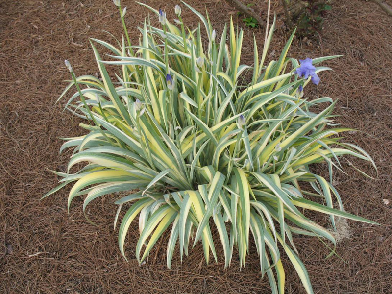 Iris pallida 'Variegata'  / Variegated Sweet Iris, Dalmatian Iris