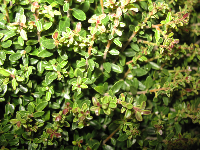 Ilex vomitoria 'Grenier'    / Microni Dwarf Yaupon Holly