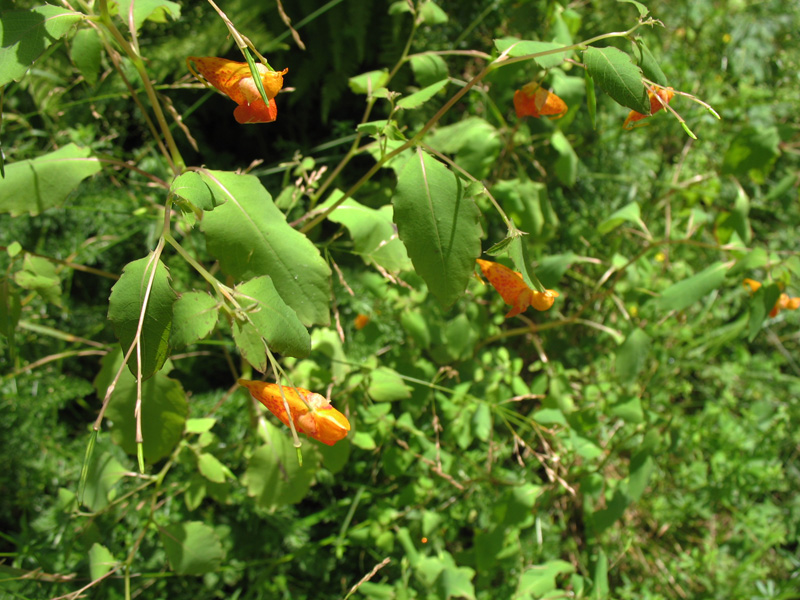 Impatiens capensis   / Jewelweed