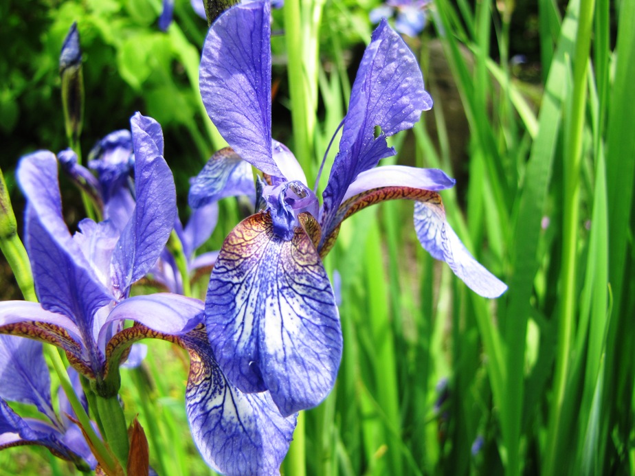 Iris prismatica / Slender Blue Iris, Coastal Iris, Cube Iris