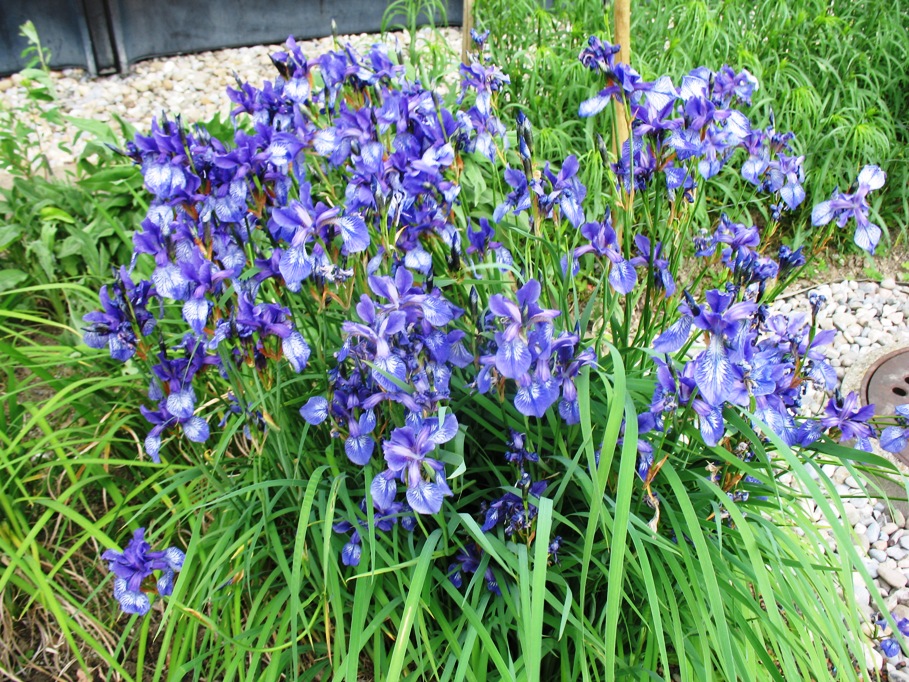 Iris  missouriensis  / Rocky Mountain Iris