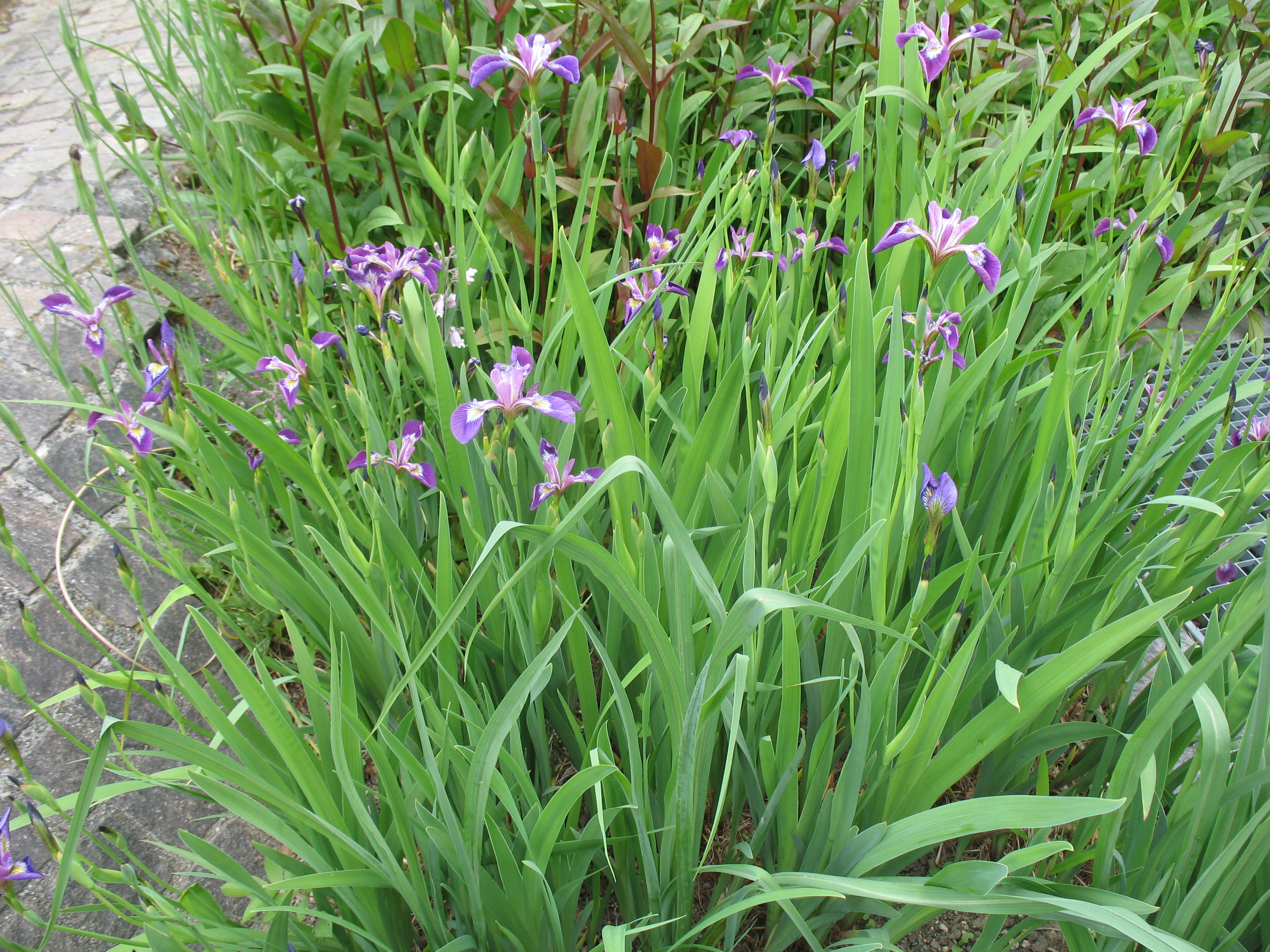 online plant guide - iris versicolor / blue flag iris, harlequin