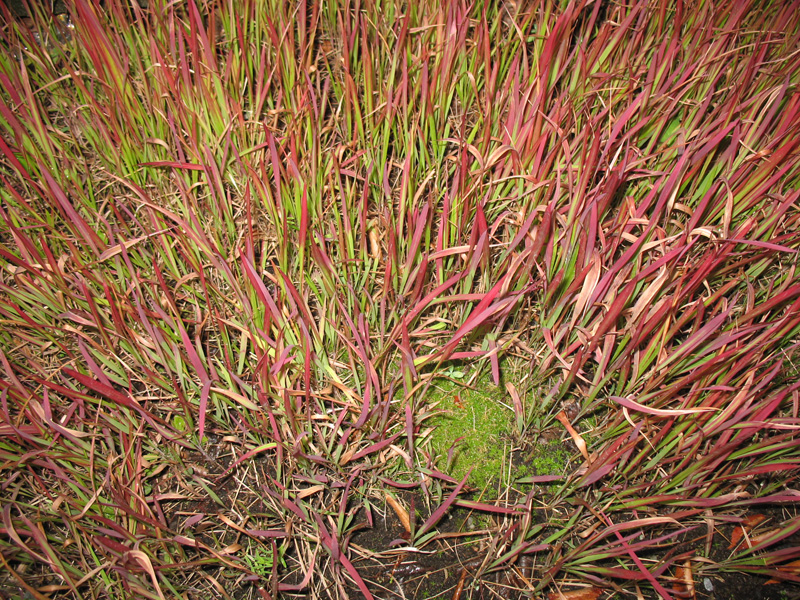 Imperata cylindrica 'Red Baron'  / Japanese Blood Grass