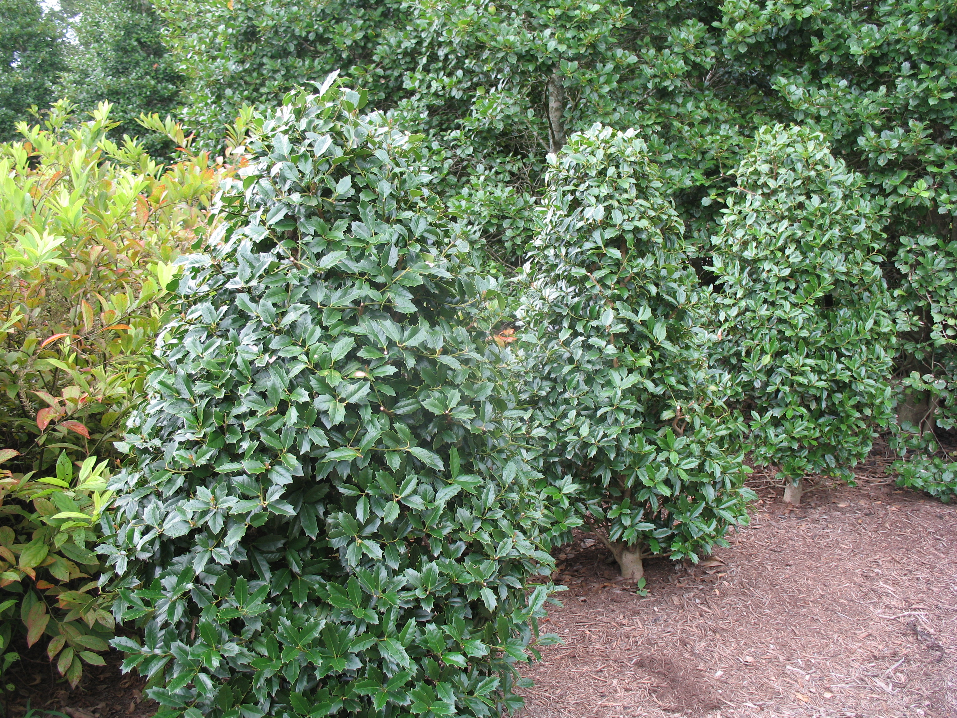 Ilex x Oakland 'Magland' / Ilex x Oakland 'Magland'