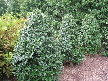 Ilex x Oakland 'Magland' / Ilex x Oakland 'Magland'