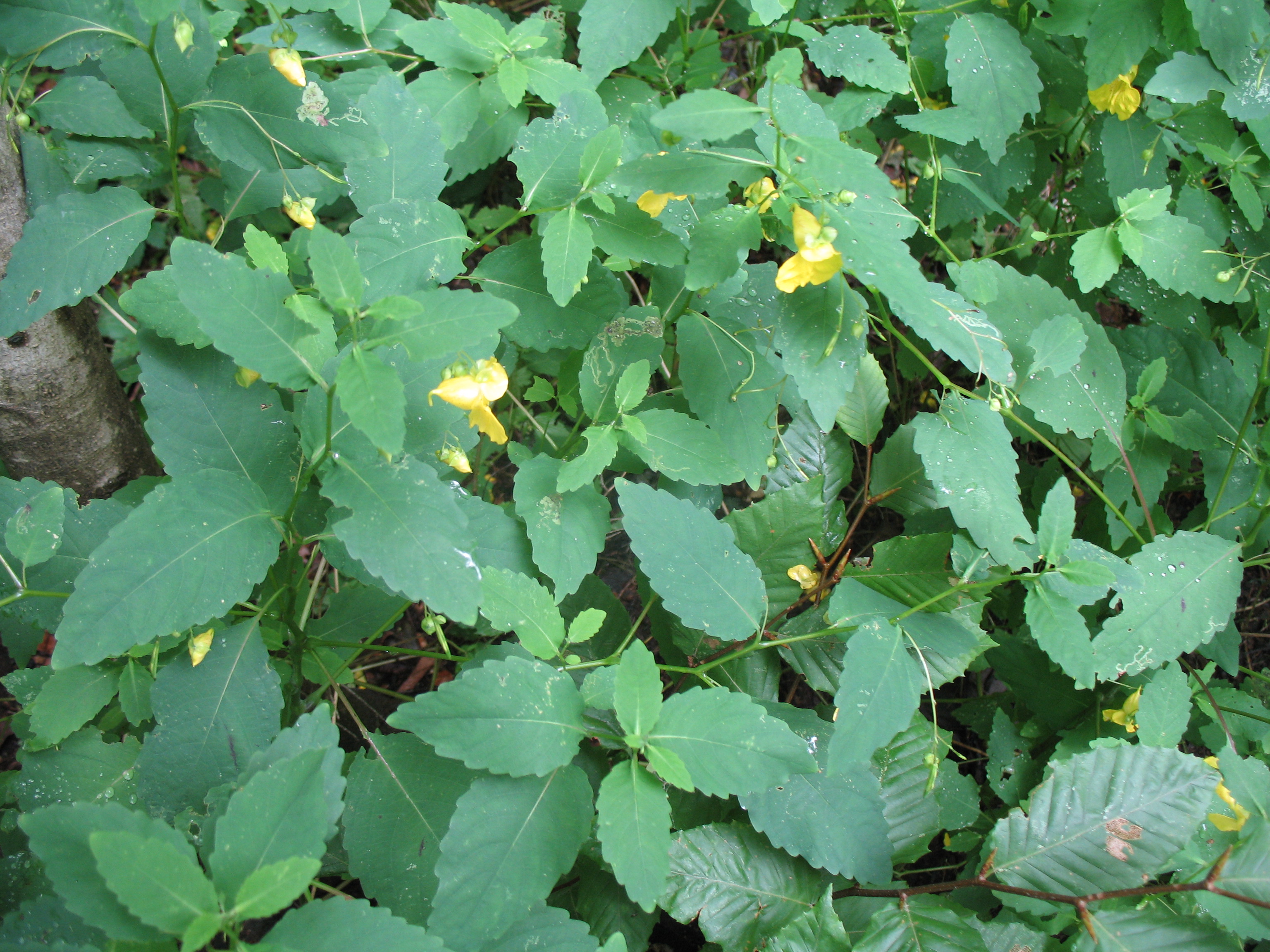 Impatiens pallida / Jewel Weed, Touch-me-not