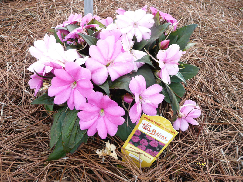 Impatiens hawkeri 'SunPatiens'   / Compact Sunpatiens