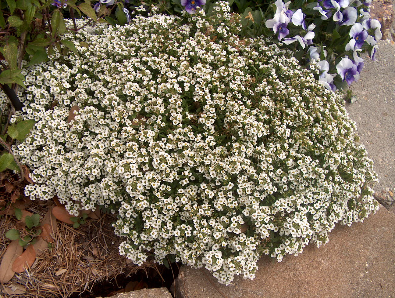 Iberis umbellata   / Globe Candytuft