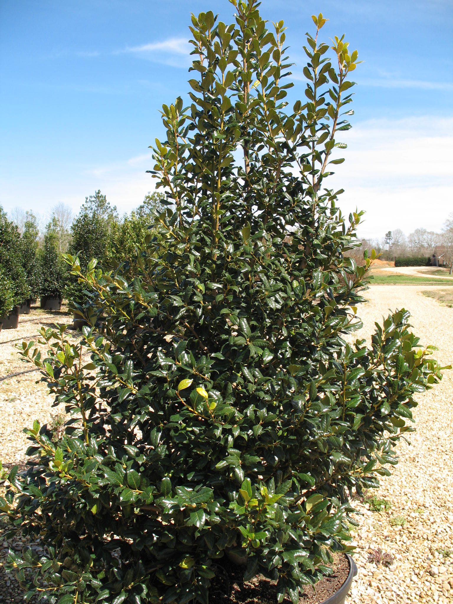 Ilex 'Nellie R. Stevens' / Nellie Stevens Holly