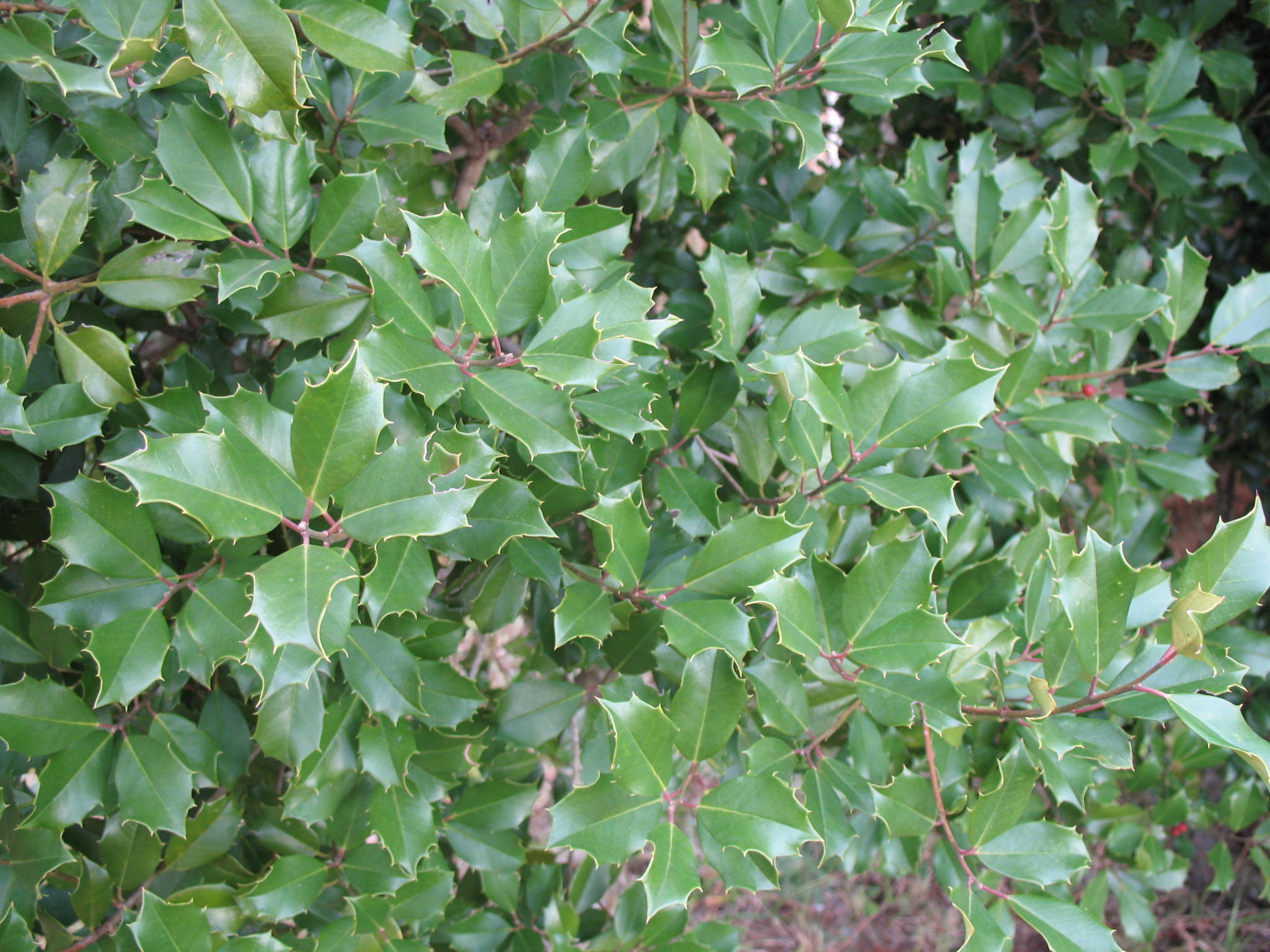 Ilex aquifolium / Ilex aquifolium