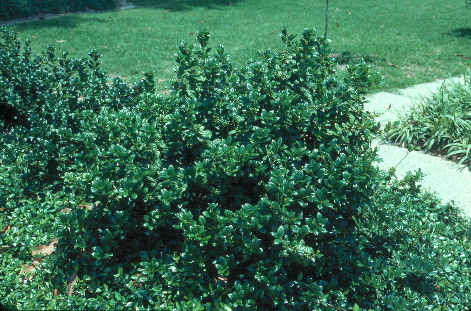 Ilex cornuta 'Burfordii Nana'   / Ilex cornuta 'Burfordii Nana'  