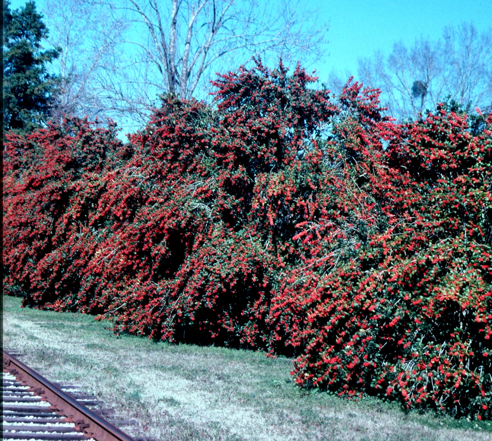 Ilex cornuta 'Burfordii'   / Ilex cornuta 'Burfordii'  