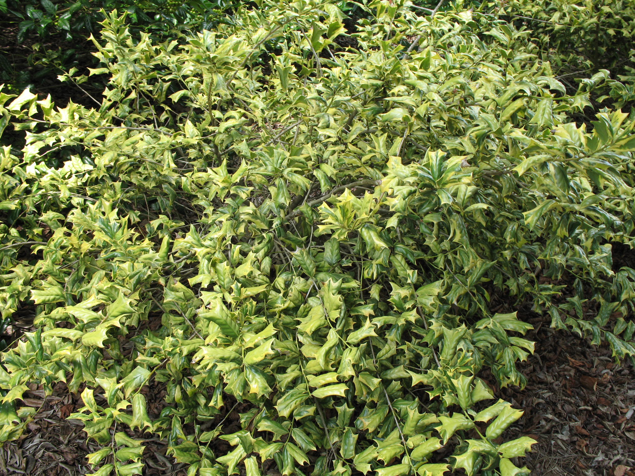 Ilex cornuta 'O'Spring'   / O'Spring Japanese Holly