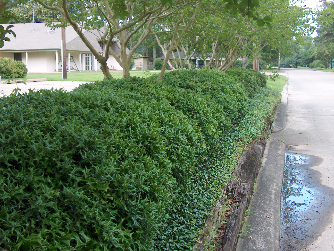 Ilex cornuta 'Rotunda'   / Dwarf Chinese Holly