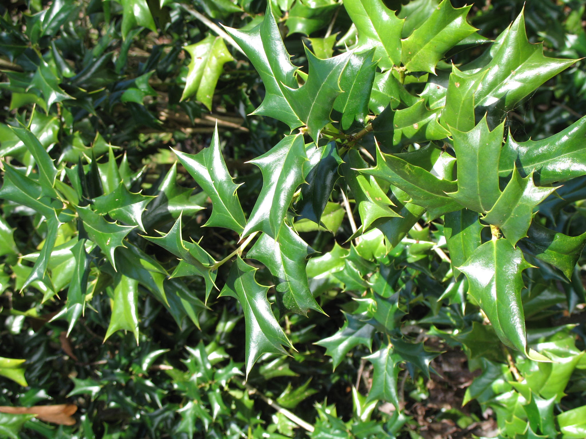 Ilex cornuta / Chinese Holly