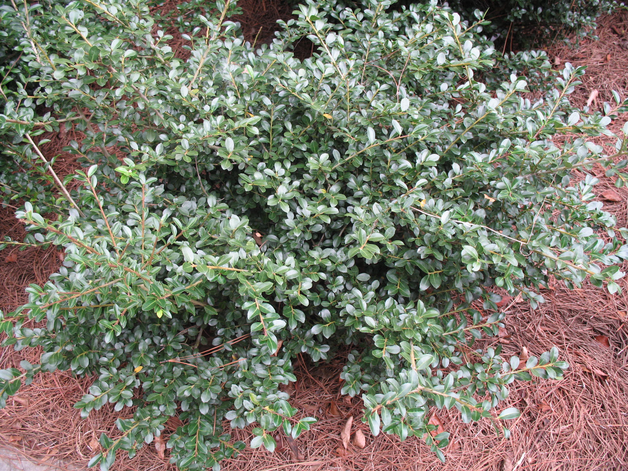 Ilex crenata 'Compacta'  / Compact Japanese Holly