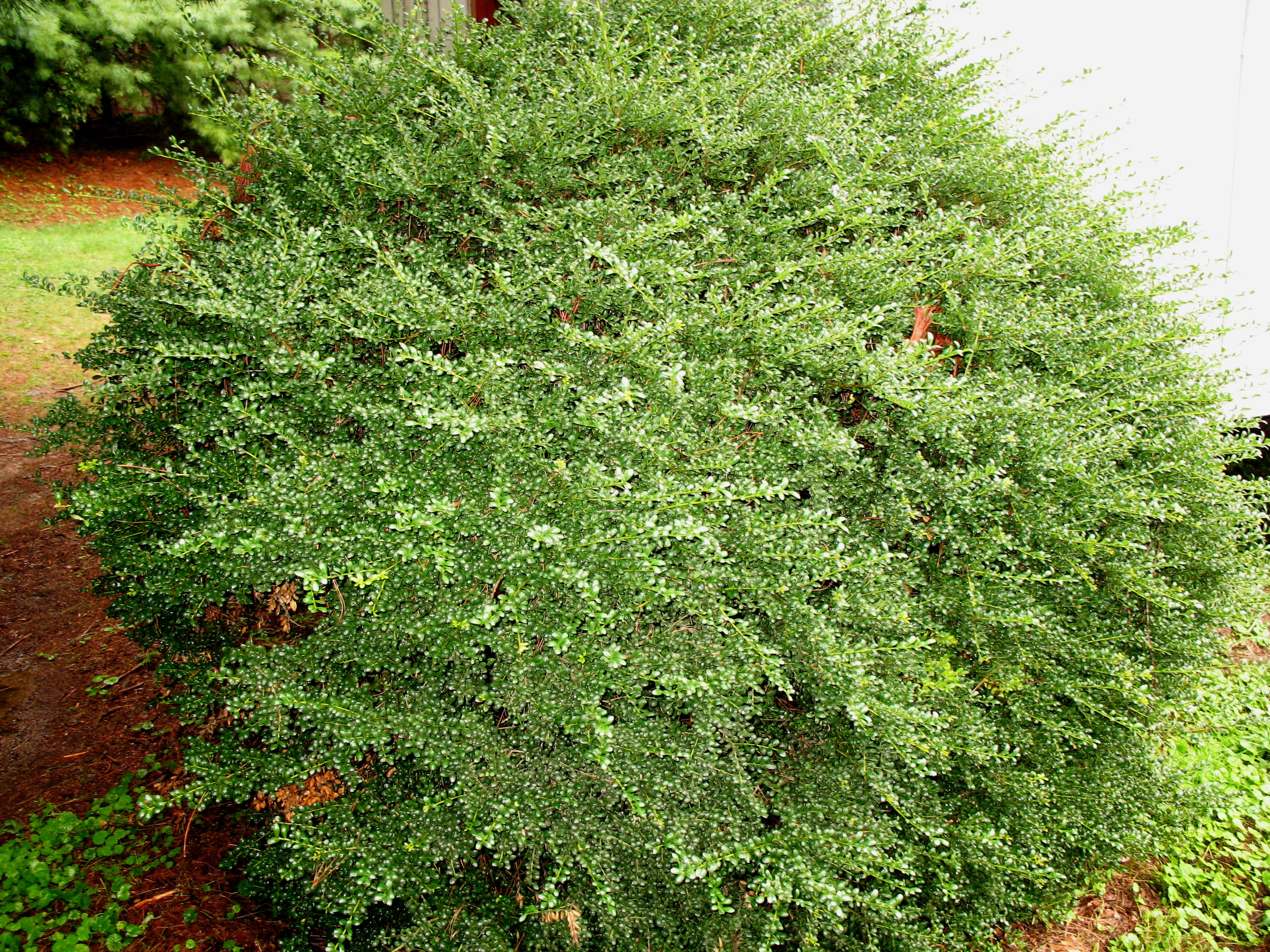 Ilex crenata 'Convexa'   / Ilex crenata 'Convexa'  