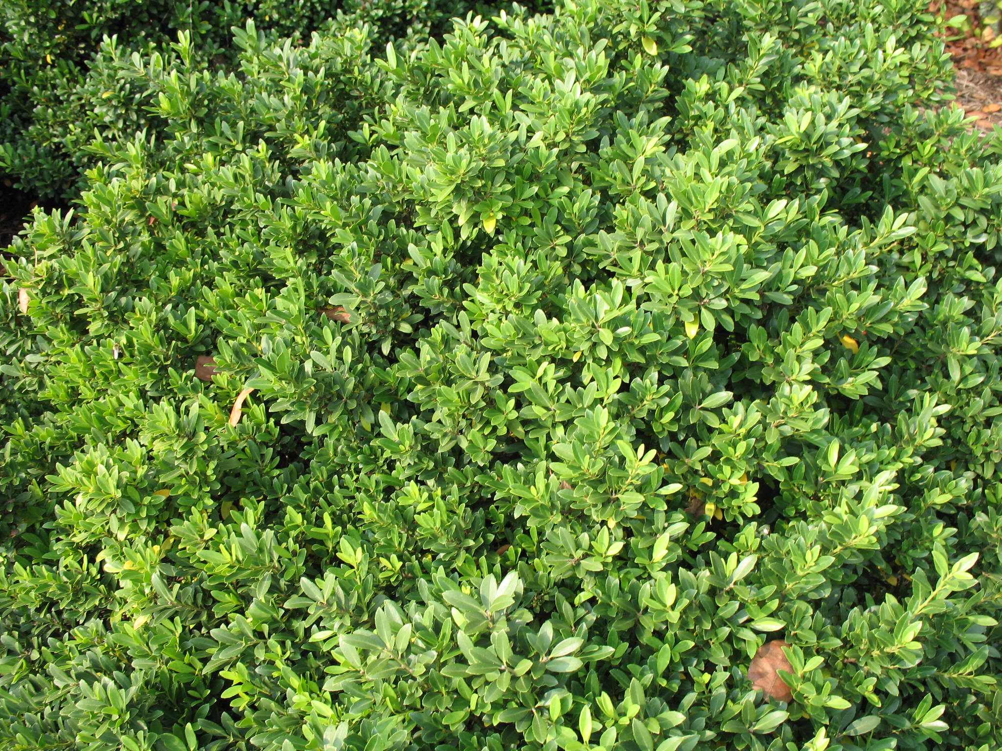 Ilex crenata 'Hoogendorn'   / Ilex crenata 'Hoogendorn'  