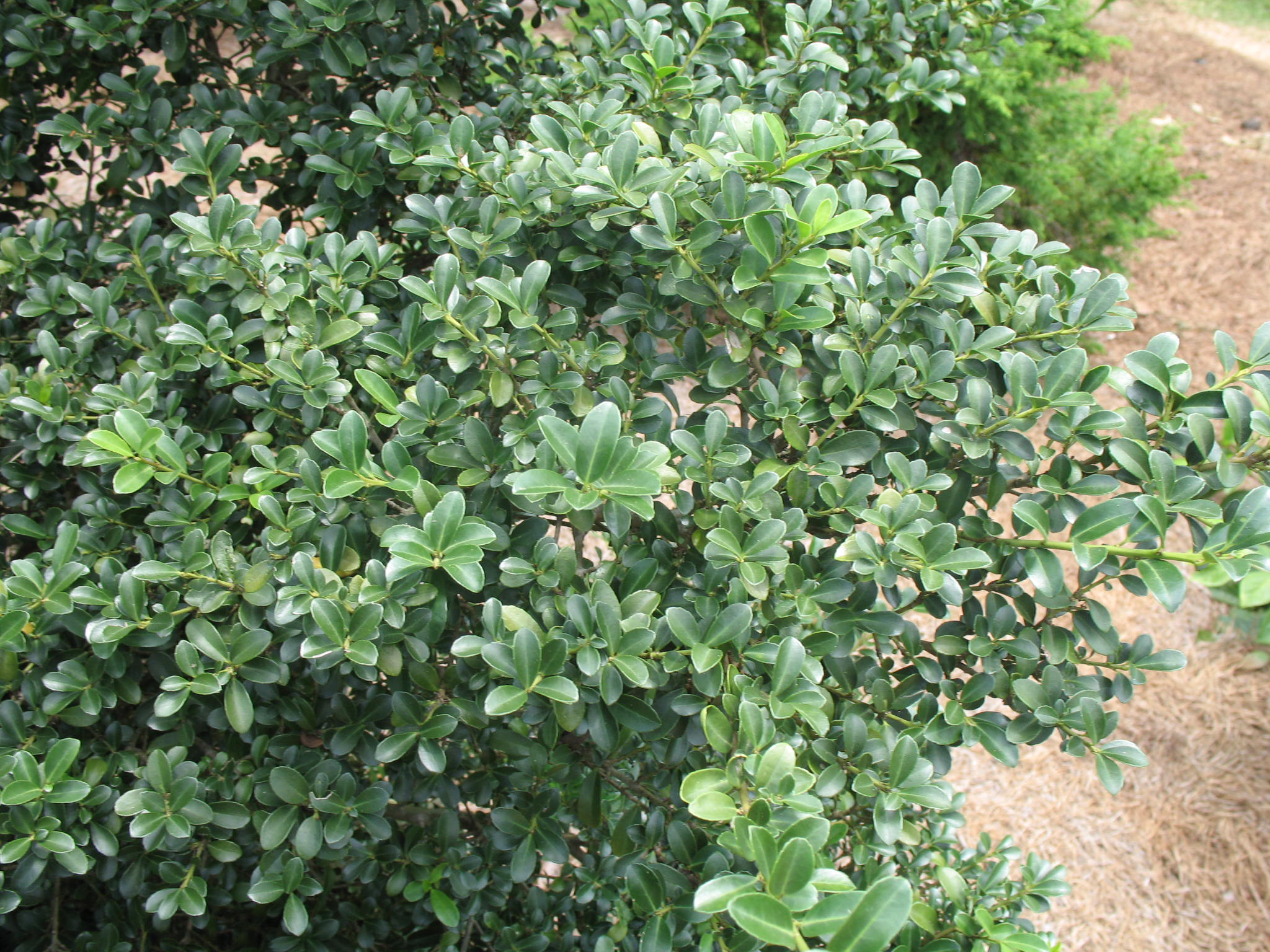 Ilex crenata 'Jersey Pinnacle'   / Jersey Pinnacle Holly