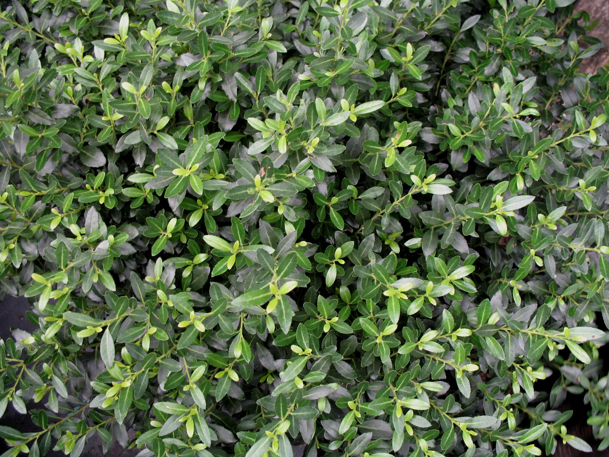 Ilex crenata 'Soft Touch'   / Ilex crenata 'Soft Touch'  