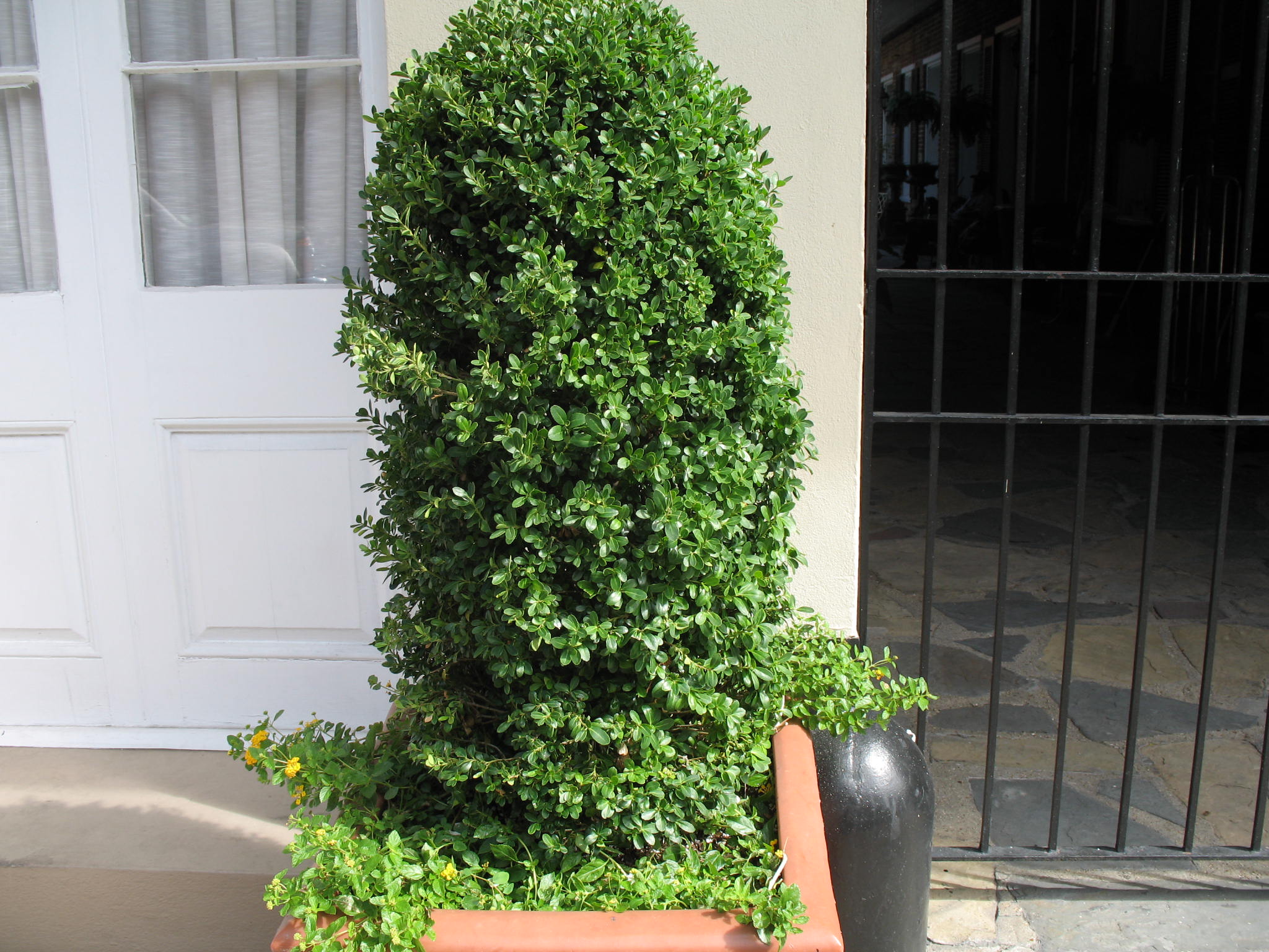 Ilex crenata / Ilex crenata