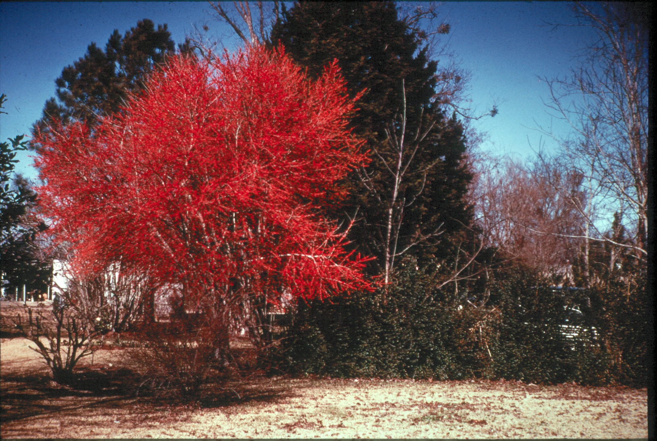 Ilex decidua / Deciduous Holly