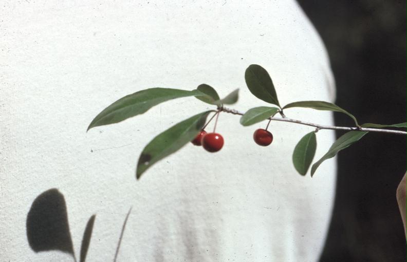 Ilex decidua var. longipes / Ilex decidua var. longipes