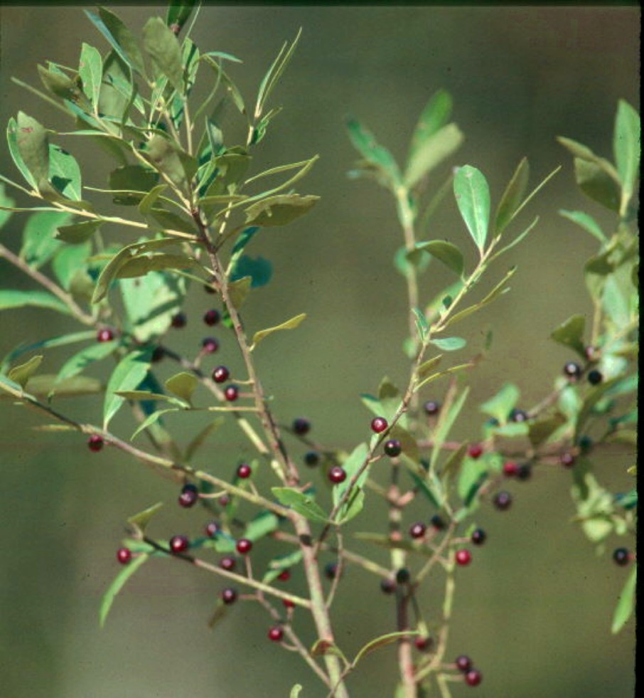 Ilex glabra  / Ilex glabra 