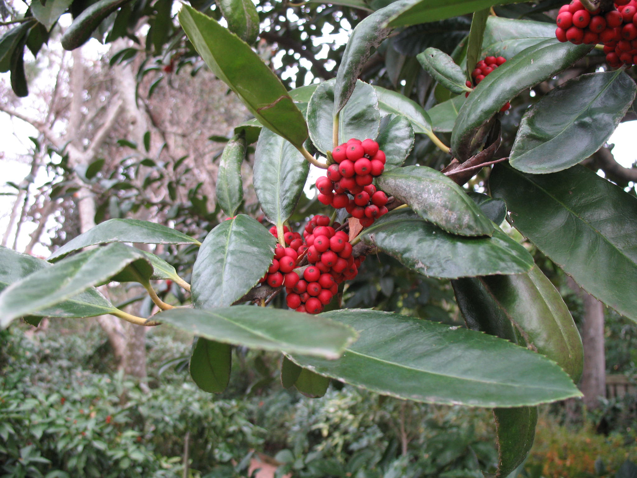 Ilex latifolia  / Luster-Leaf Holly
