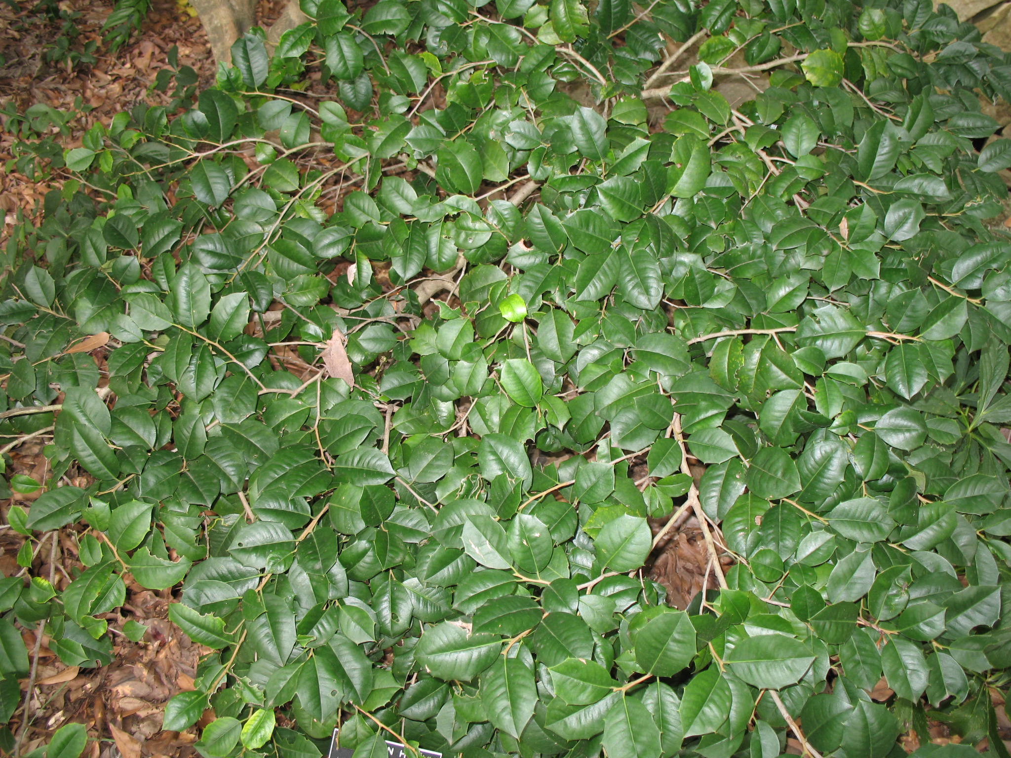 Ilex opaca 'Maryland Dwarf'   / Ilex opaca 'Maryland Dwarf'  