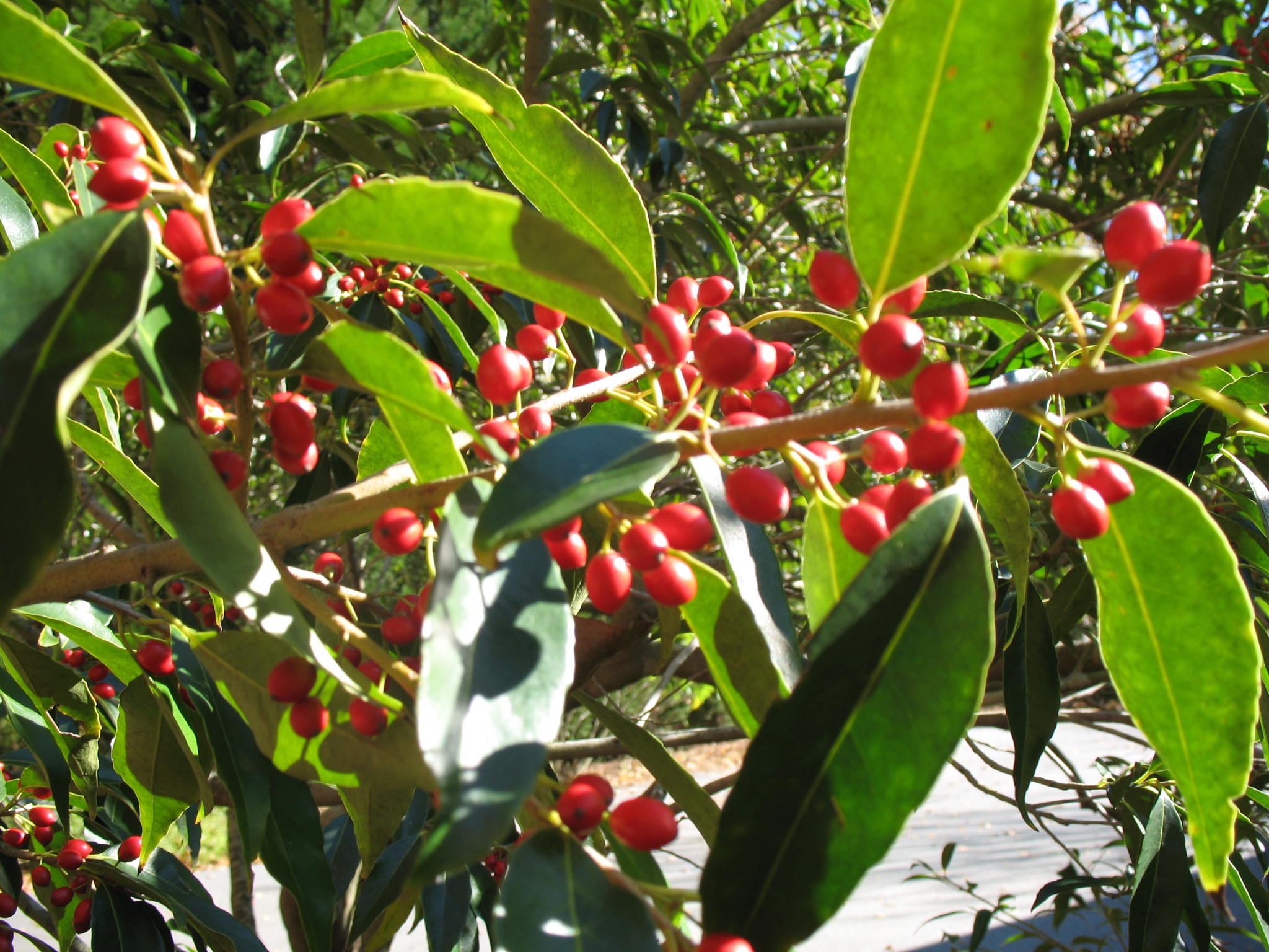 Ilex purpurea / Purple Holly