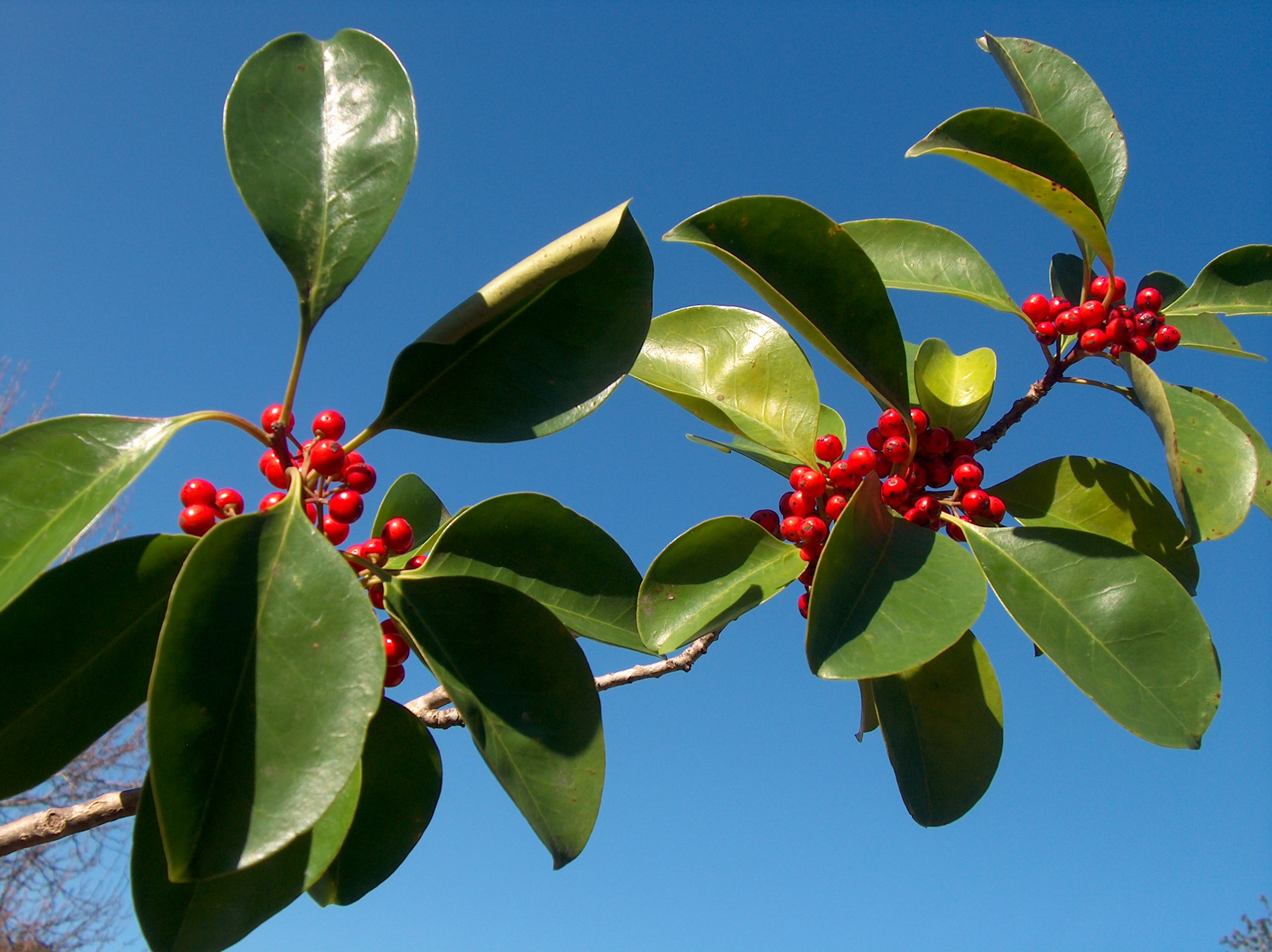 Ilex rotunda 'Lord'   / Ilex rotunda 'Lord'  