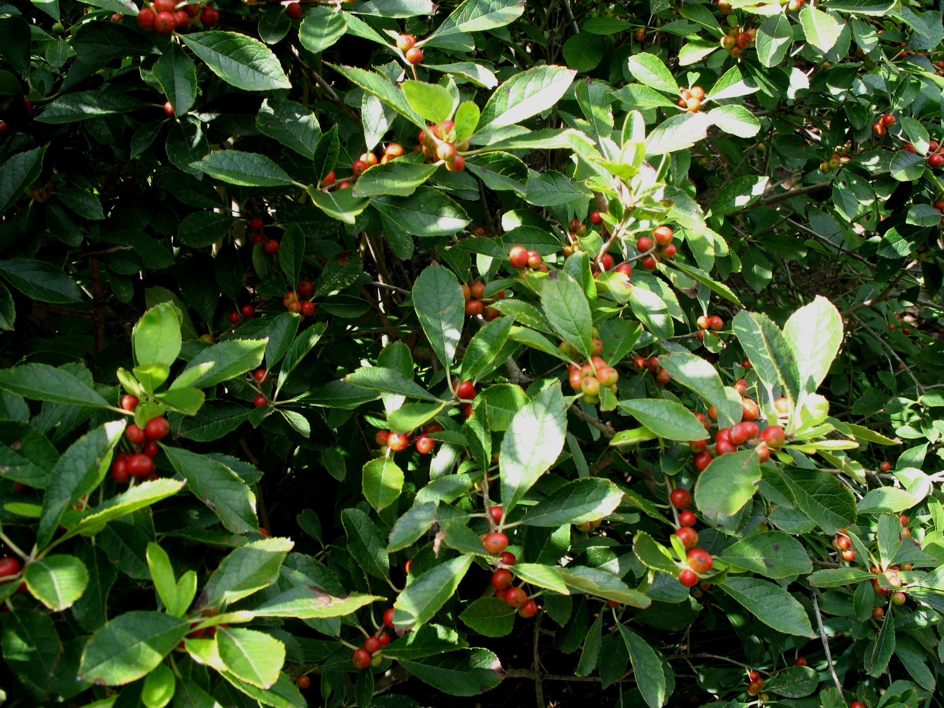 Ilex verticillata 'Red Sprite'   / Red Sprite Winterberry